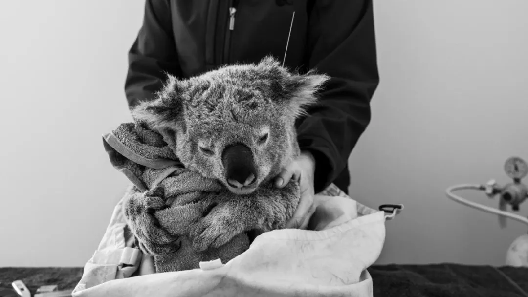 考拉快灭绝了？澳洲野外考拉三年狂少30%，只剩3万多只了
