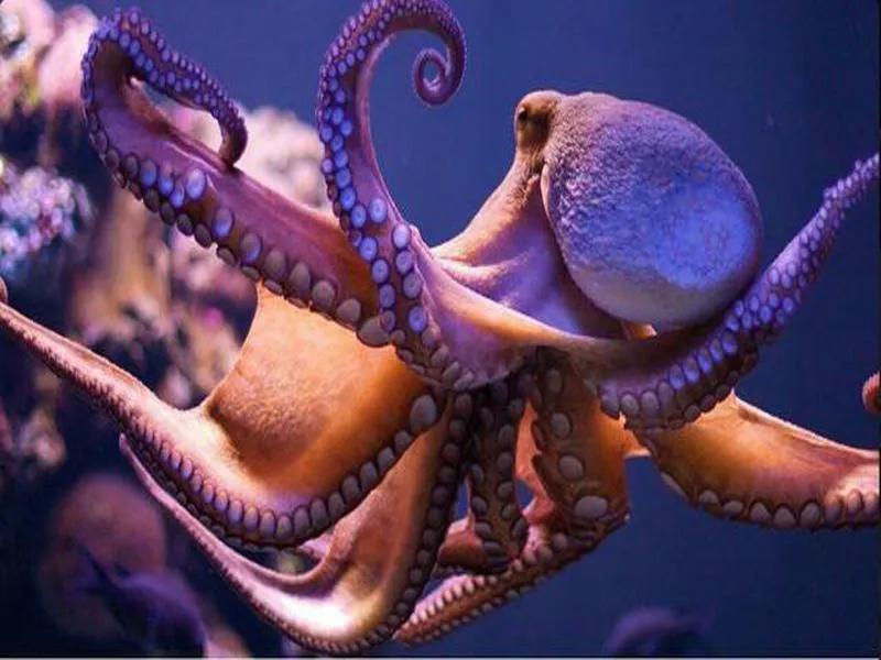 章鱼鱿鱼乌贼的区别