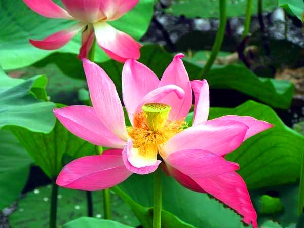 山东旅游：滕州微山湖湿地采风记（图）