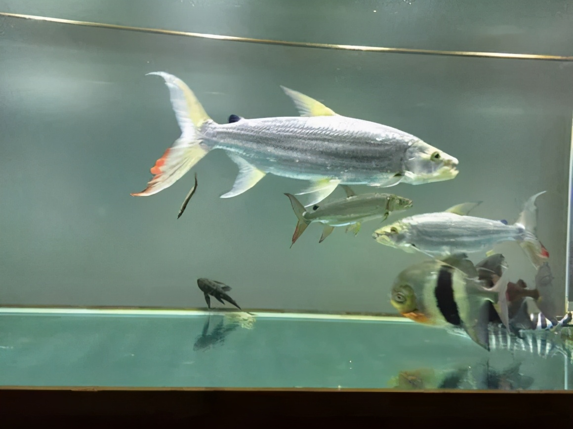 在河中讓鱷魚為之膽寒，在魚缸里受盡欺負，巨狗脂鯉為何要這樣？