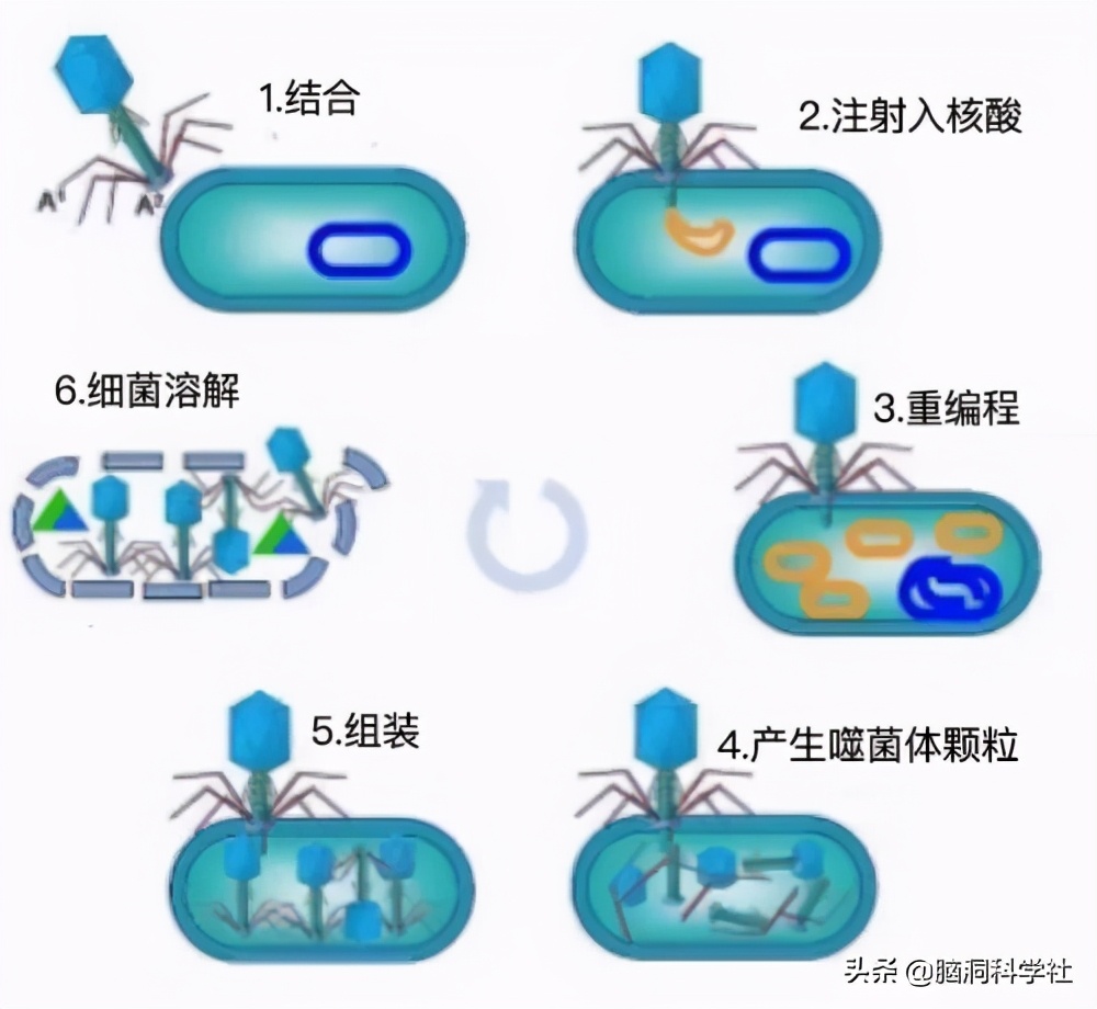 我們的身體里，正住著380萬億個病毒，別怕，大部分都相安無事
