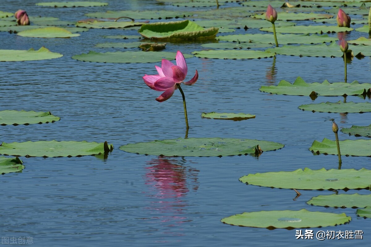 贺知章不只写了回乡偶书二首，他还写了一首荷花，大气乐观-第6张图片-非凡网