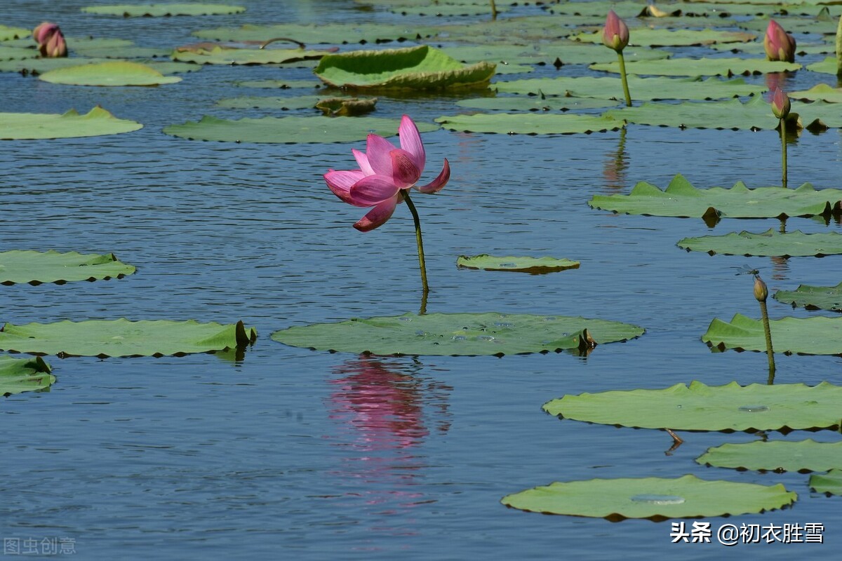 贺知章不只写了回乡偶书二首，他还写了一首荷花，大气乐观-第6张图片-诗句网