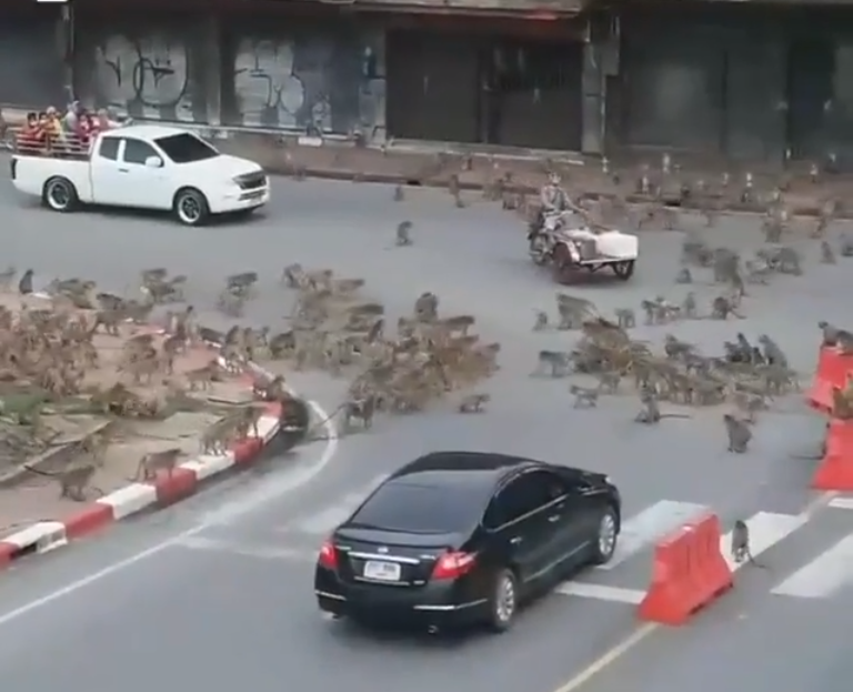 泰國群猴大戰殃及民眾：堵塞道路、物品被搶，原因我們需十分警惕