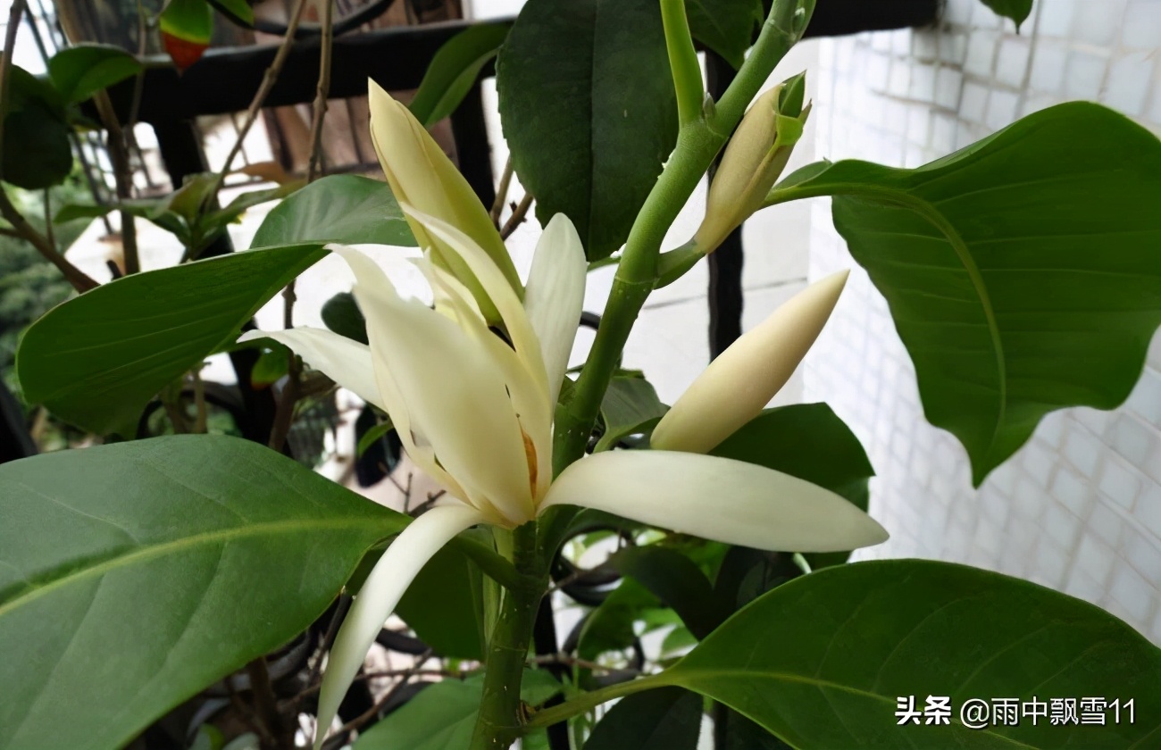 白蘭花如何越冬 注意做好這幾點 白蘭花長勢旺盛 明年開花香 雨中飄雪11 Mdeditor