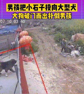 男孩被看门大狗扑倒在地，网友却说这不是狗的错