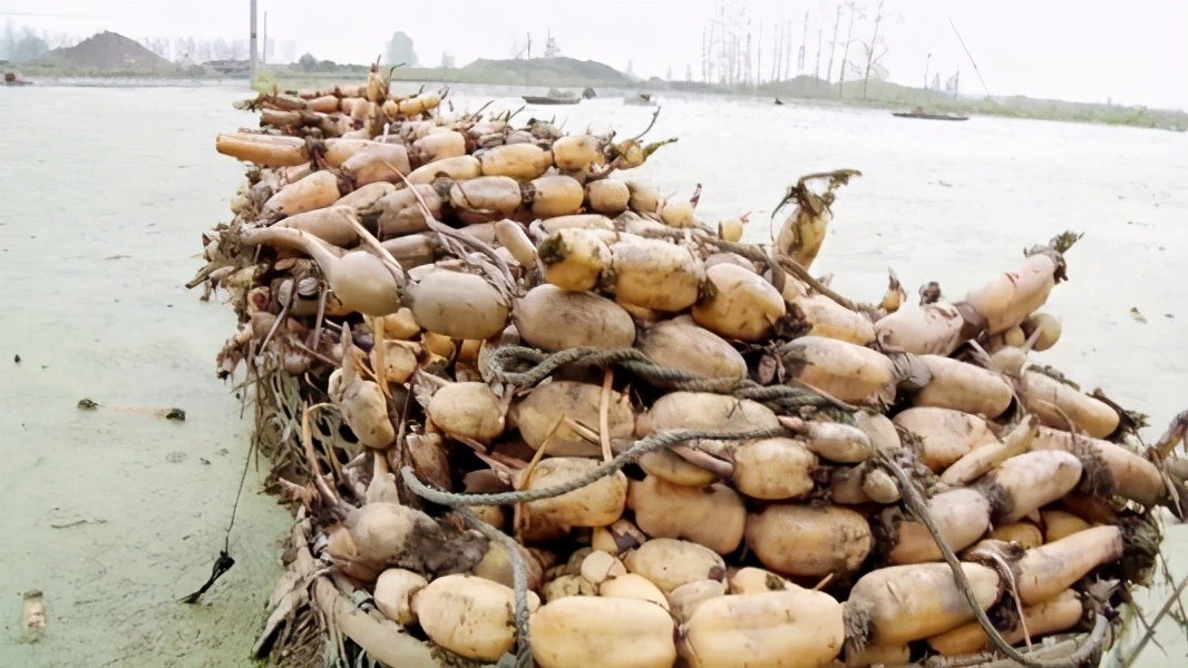 中国零食大王杨红春：弃30万年薪，卖房开小店，一年卖78亿零食