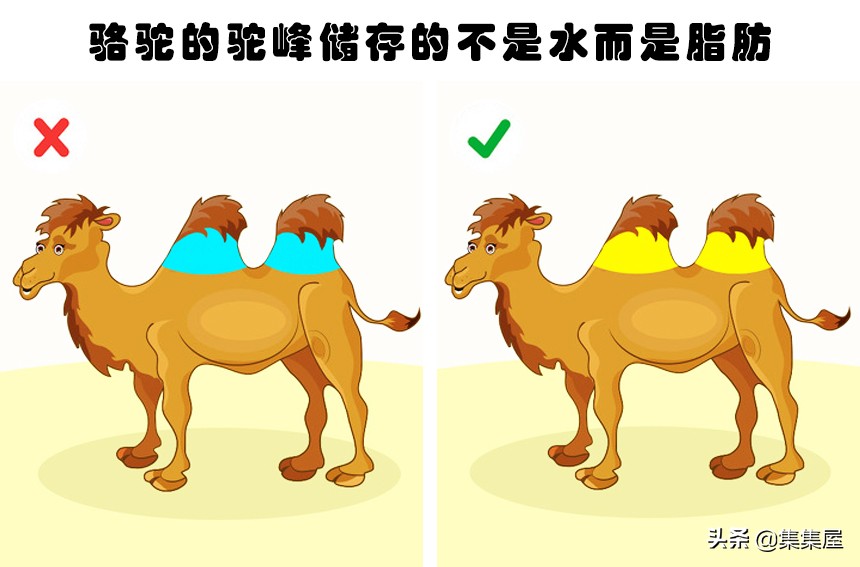 关于动物 即便在学校很多人也不一定学得到的15个冷知识-第12张图片-大千世界