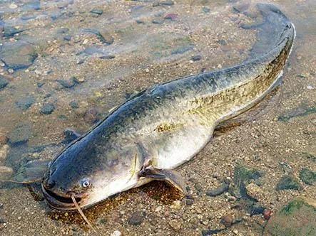印度的神奇:「垃圾魚」清道夫成美味,鲶魚泛濫卻沒人吃? - MP頭條