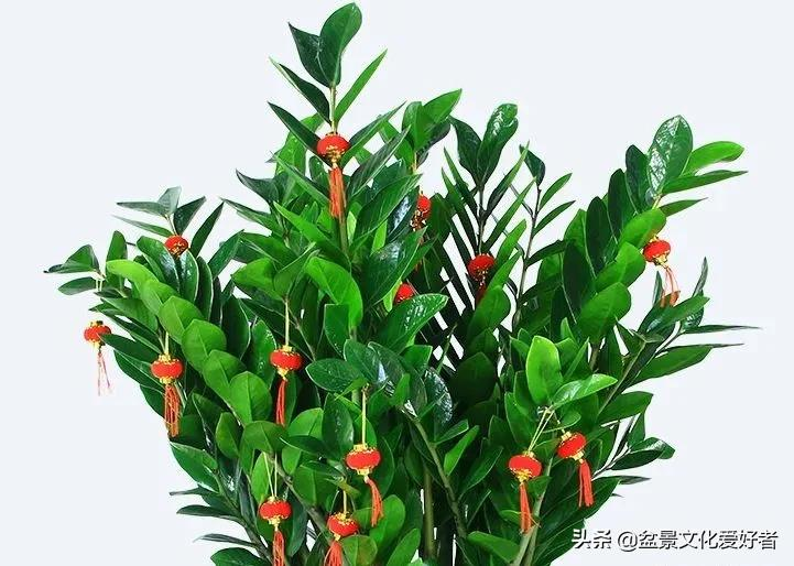 这5棵“树”太贵了,偷偷切一截枝条就养活了,不用花钱买啦