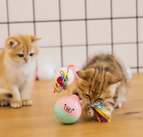 刚到家的小猫咪，一直咬人、抓人咋办？你需要了解一下