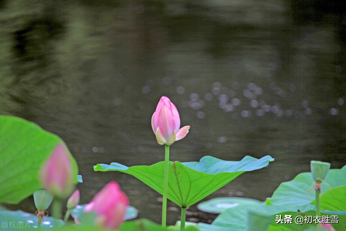 雷雨荷花两首，李商隐的忧郁惆怅，欧阳修的清丽动人，都是相思-第2张图片-诗句网