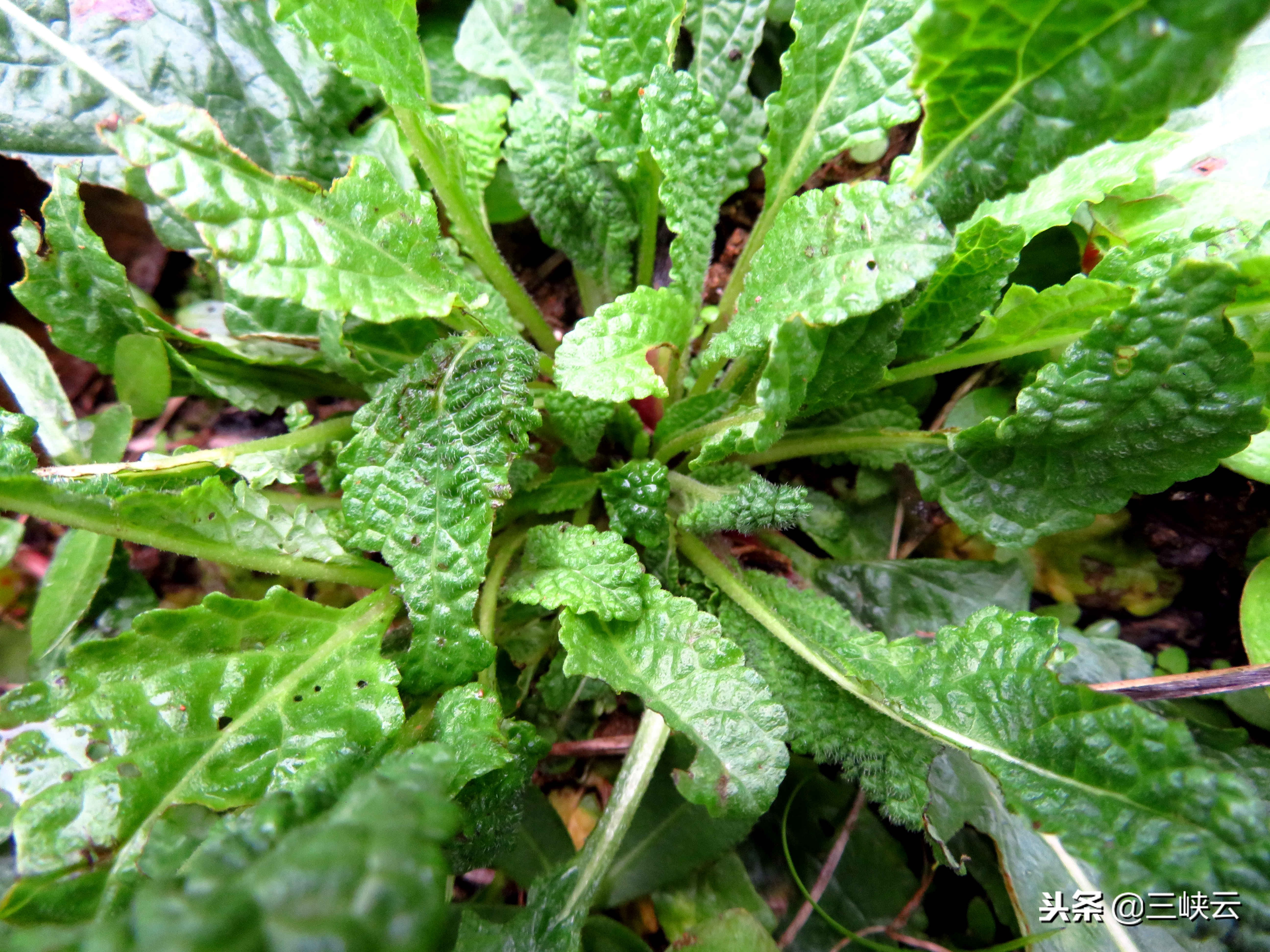 蛤蟆草泡水喝的功效与作用(癞蛤蟆草药用价值非常高,对咳嗽有特效,还