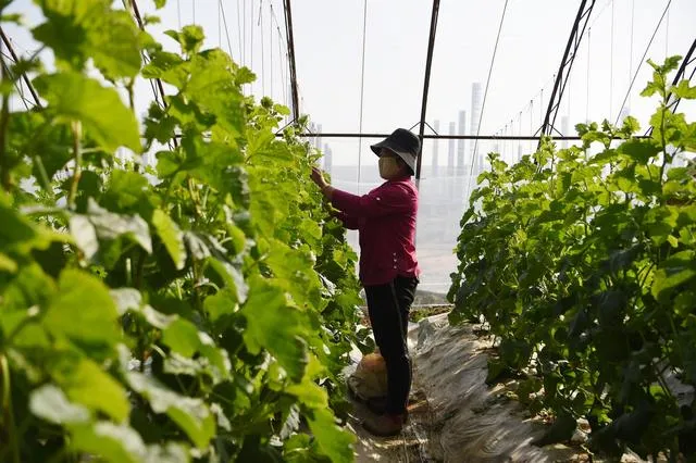行情难测，蔬菜生意越来越难做，到底为什么啊