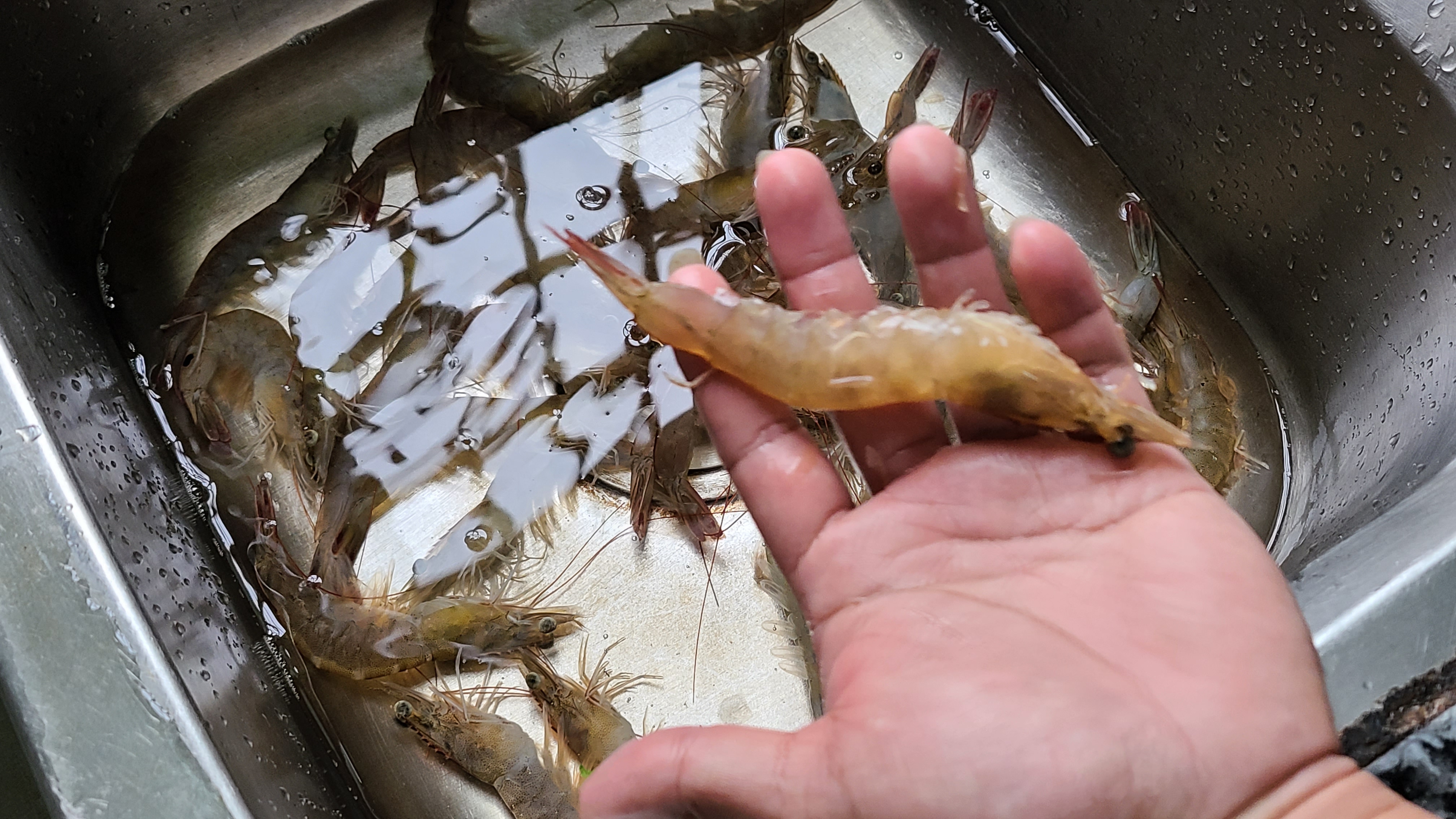 過年我家就喜歡吃這一道廣東美食，清淡營養不油膩，太好吃了
