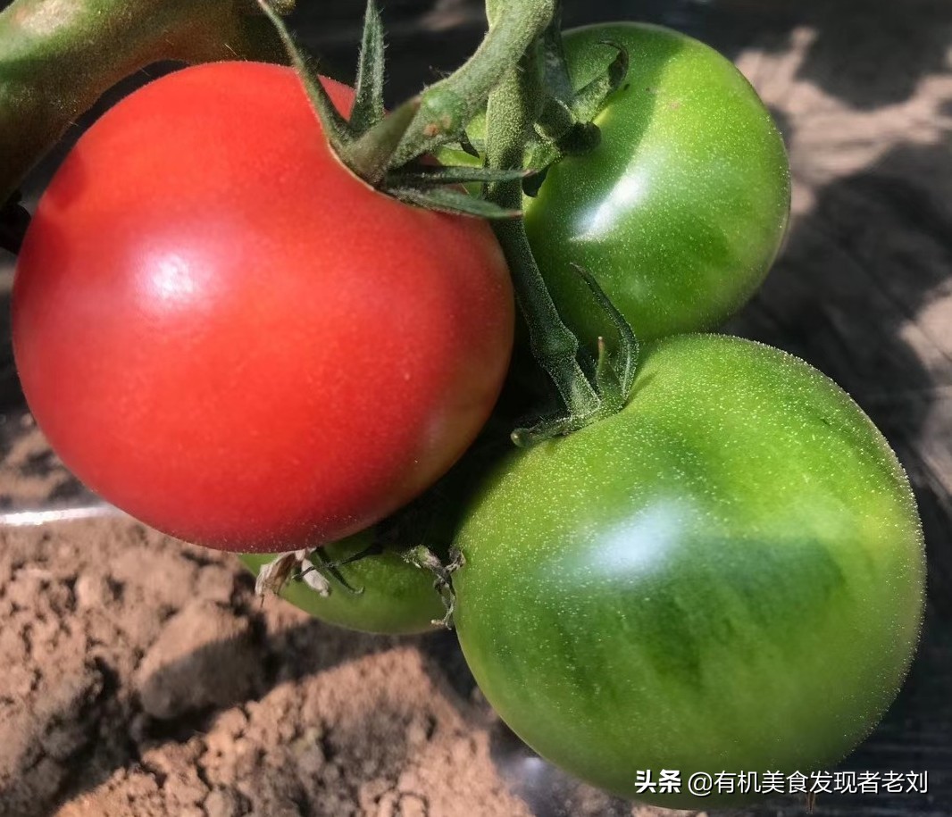 番茄是水果or蔬菜？毒药or佳肴？生吃or熟吃？