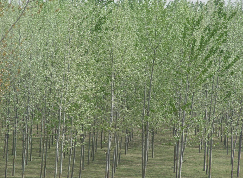 北京又在飞絮了！为什么不把杨柳树换掉？看了