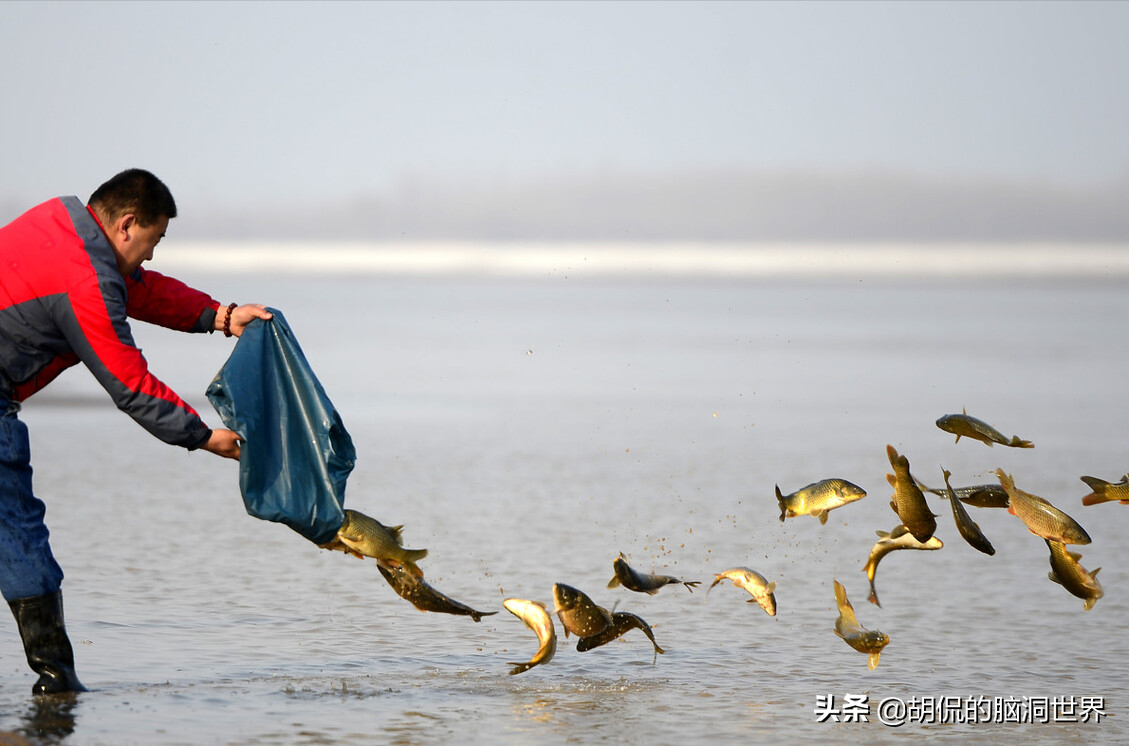 黄河小浪底蓄水24年，里面的“鱼王”现在有多大了？