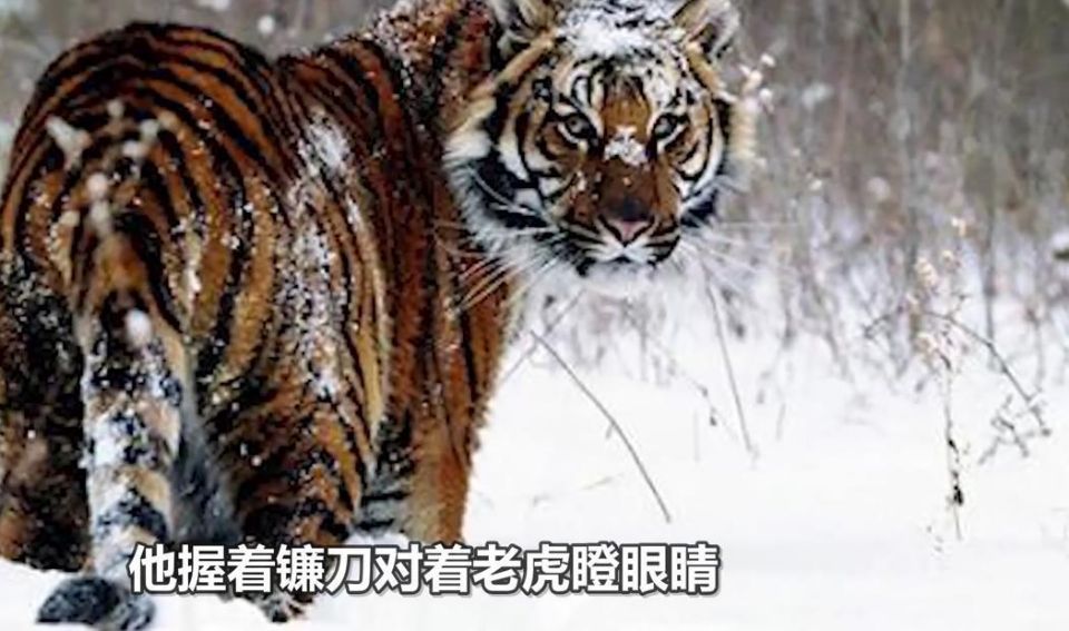 深山遇猛虎，黑龍江一老漢與虎兩米對峙，教科書般操作后全身而退