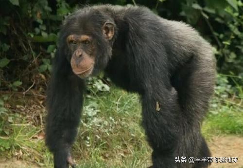 现实版的“爬行村”？村民都不会直立行走，专