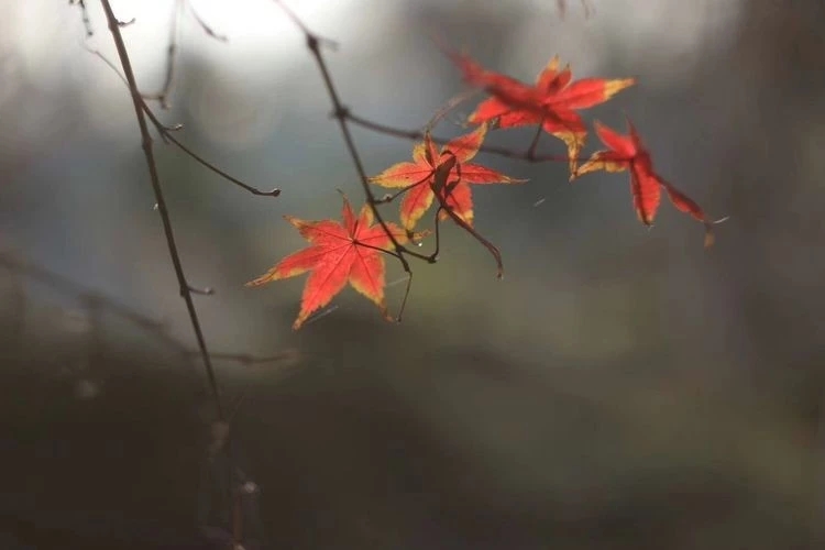 散文：九月，且以温柔待清秋