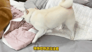 白柴叫主人起床，失败后却气急败坏，女主：被子要被抓破了