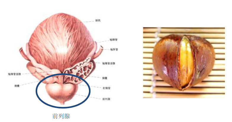 前列腺的位置正面图前列腺高清位置图