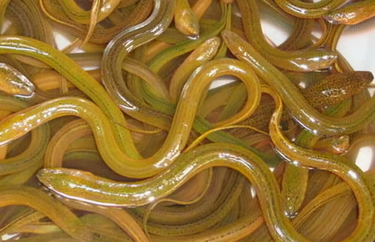 黄鳝网箱饲养技术:网箱养鳝鱼注意什么?黄鳝养殖怎样调水质?