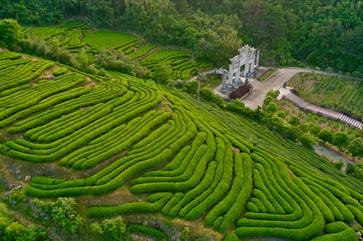 聚力“双循环”谱写茶产业高质量发展新篇章——深入学习贯彻习近平总书记关于茶产业发展的重要指示精神