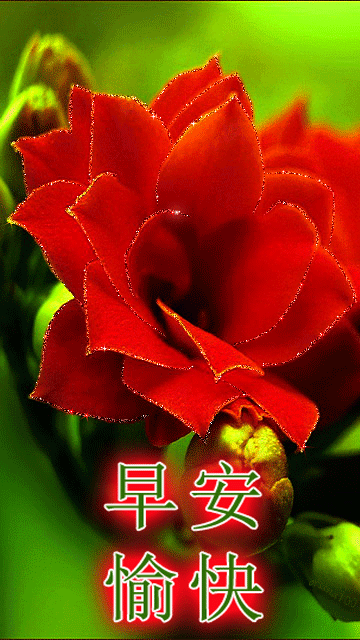 早上好问候语动态表情图文字，微信新的漂亮祝福语图片图片