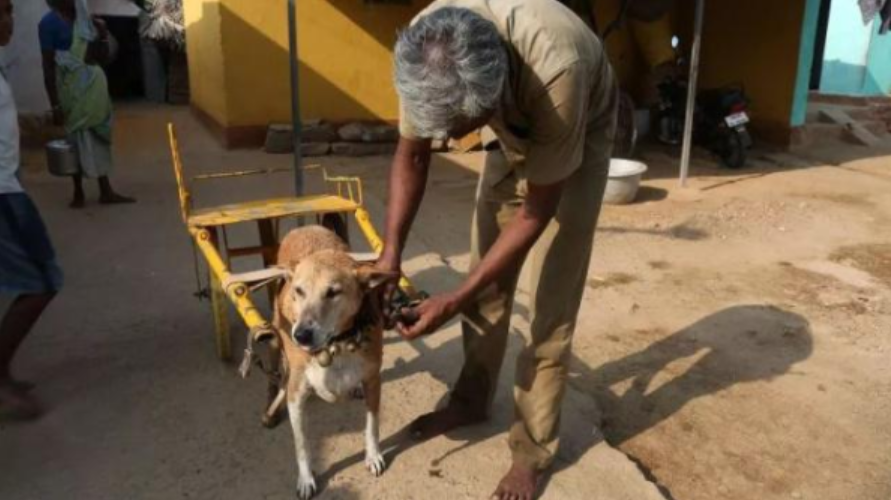 世界上最勤劳的狗，每天替主人运送50升牛奶，坚