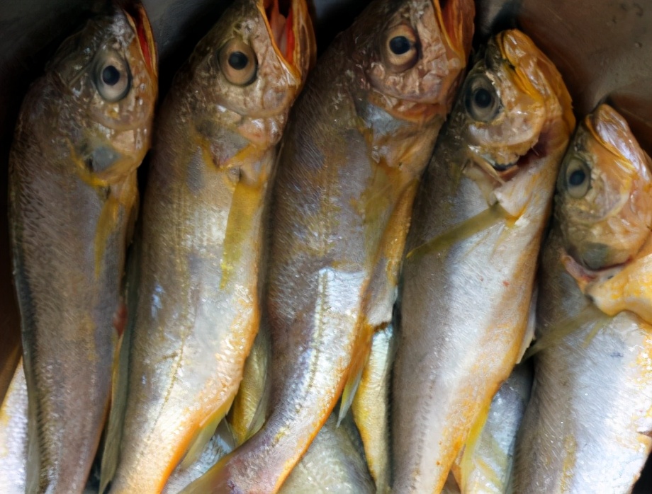图片[2]-蒜烧黄花鱼的做法步骤图 顺时而食更健康-起舞食谱网