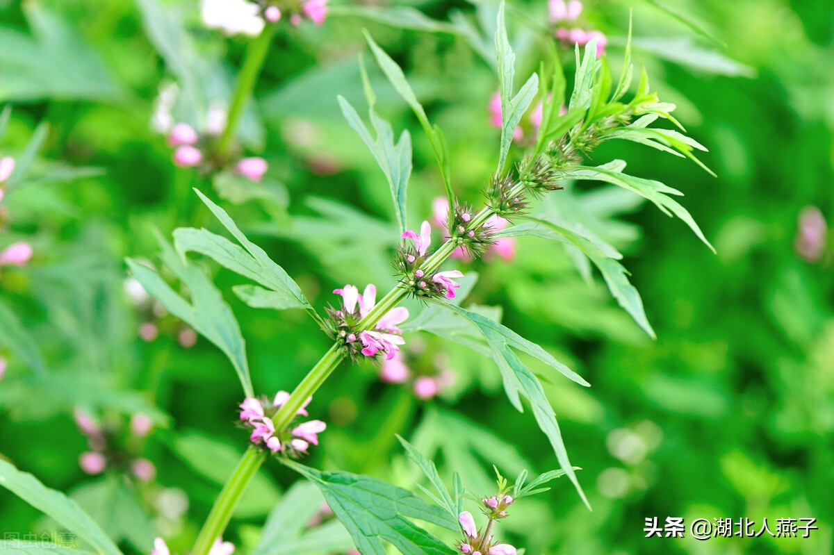 春天挖野菜，送你70种野菜图片大全，教你认识不同的野菜和吃法