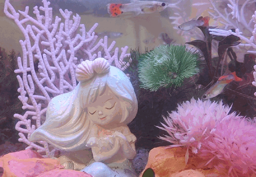 生态设计花鱼共生，画法几何两栖生态鱼缸养鱼更轻松