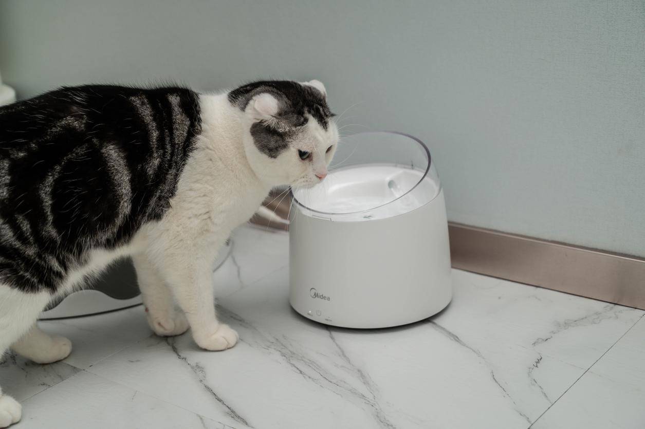 太忙没时间照顾猫主子，喝水不能少，给主子添置一台自动饮水机