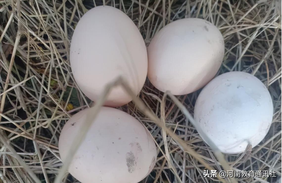 滑縣牛屯鎮(zhèn)中小學(xué)校慶祝農(nóng)民豐收節(jié)專題活動(圖22)