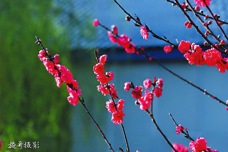 随州春光里的“花花世界”迎来“赏花游”的“高光时刻”