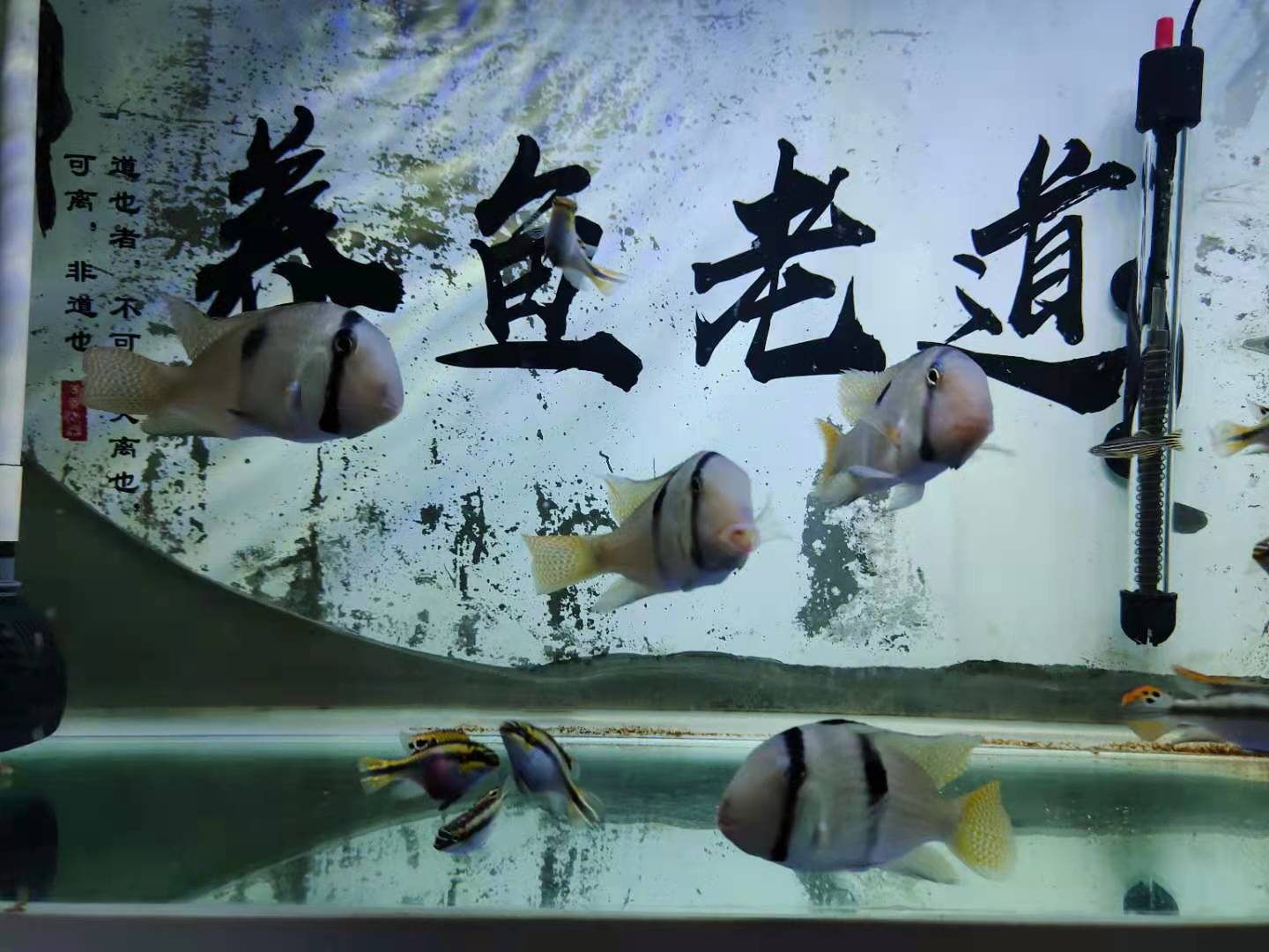 怎麼判斷魚缸水體 到底是單純的生物性白濁 還是毒素超標了呢 養魚老道 Mdeditor