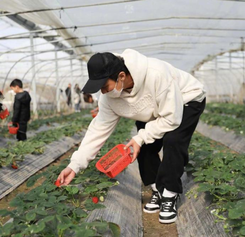 邓超夫妇携子女摘草莓，孙俪穿全绿造型减龄，小花一脸认真很可爱