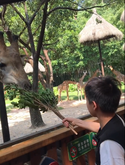 全红婵完成小目标，师哥带她去动物园，看老虎跳水，网友留言亮了