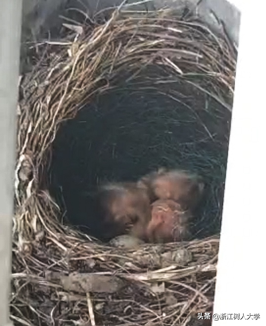 疫情归来后的小惊喜｜别人家的“新舍友”前来