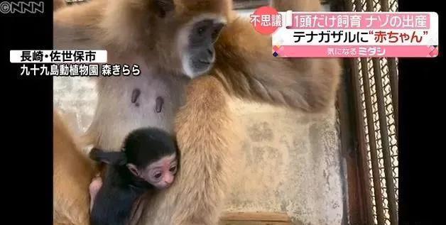 獨(dú)居的母猿竟生出小寶寶！園方很迷惑：這到底咋懷上的？