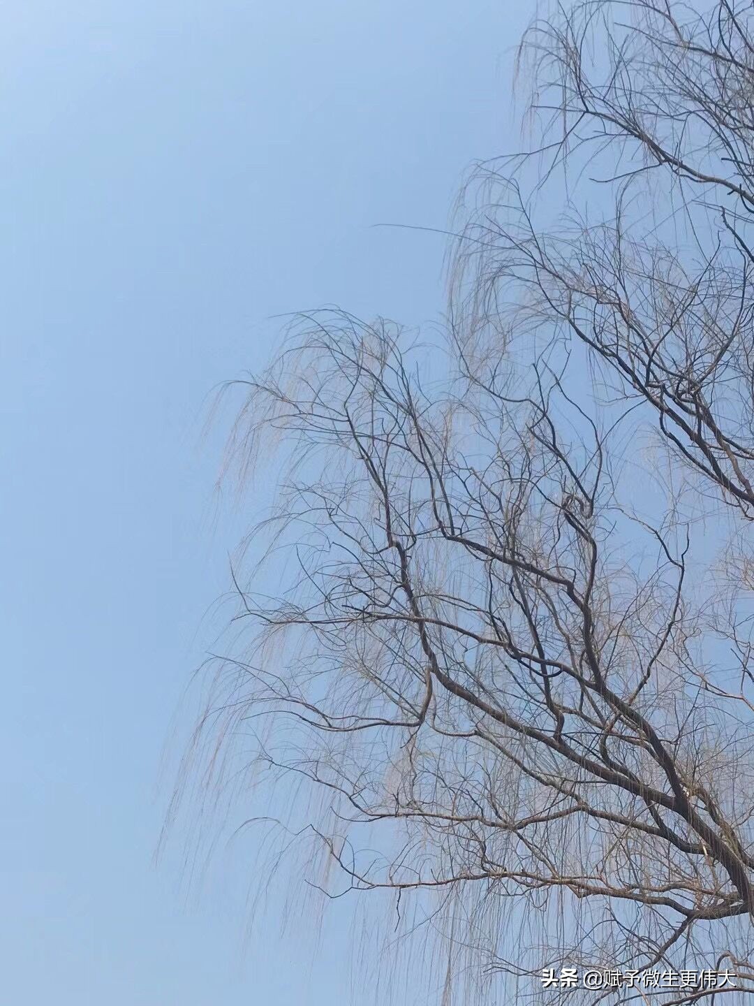 风行下——九转杨柳翩翩侠