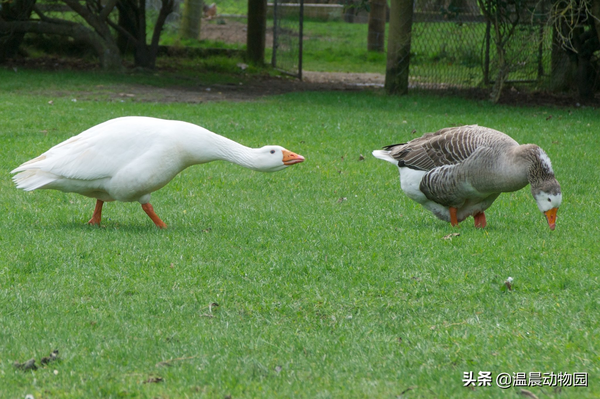 家禽的寻亲之旅：鸡鸭鹅的祖先们，至今还跟人类共同生活在地球上