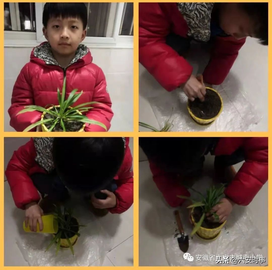 ӵ������ ������ɫ���������г���Сѧֲ���ڻ