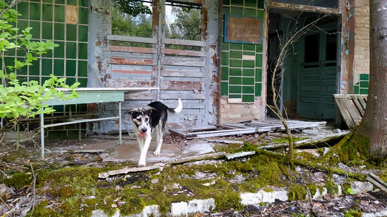 照料切爾諾貝利“棄狗”後代的守衛們