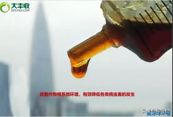种轻松：枯草芽孢杆菌和地衣芽孢杆菌杆菌在作物上有何妙用？