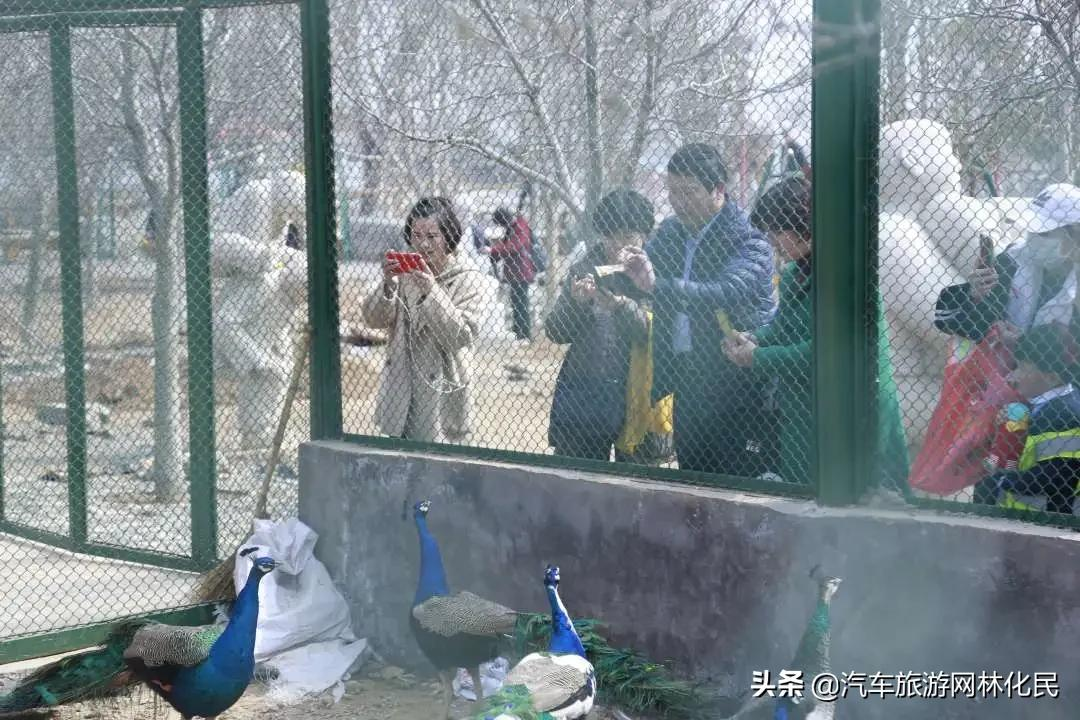 沂蒙马泉休闲园万亩樱桃花开,门票免费送啦