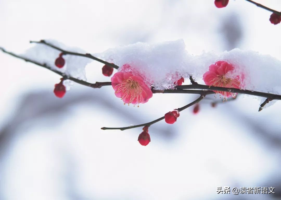 读完这10首飘着雪的诗词：冬天孩子就不会只知道喊“冷死宝宝了”-第10张图片-非凡网