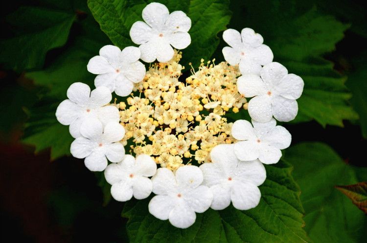 煙花三月下揚州 中的 煙花 原來和 玉樹後庭花 是一種花 科普大世界 Mdeditor